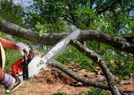 How Our Tree Care Process Works  in  La Grange, IL