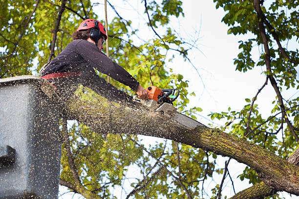 Best Lawn Pest Prevention  in La Grange, IL